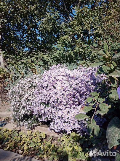 Сентябринки