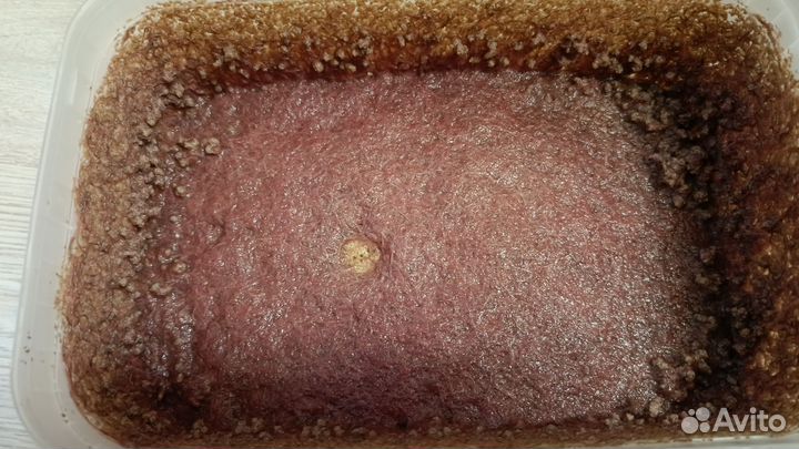 Трубочник изя