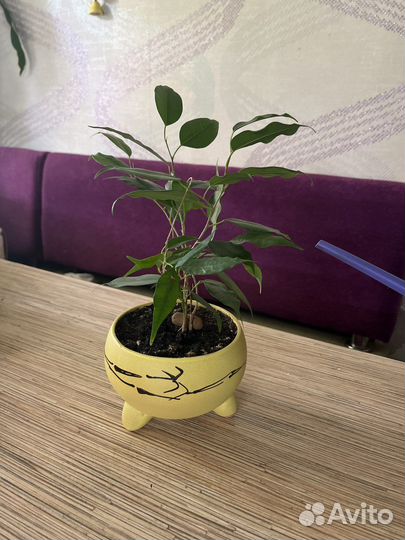 Фикус бенджамина