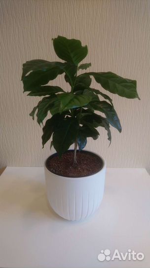 Кофе Аравийский, комнатные растения, цветы