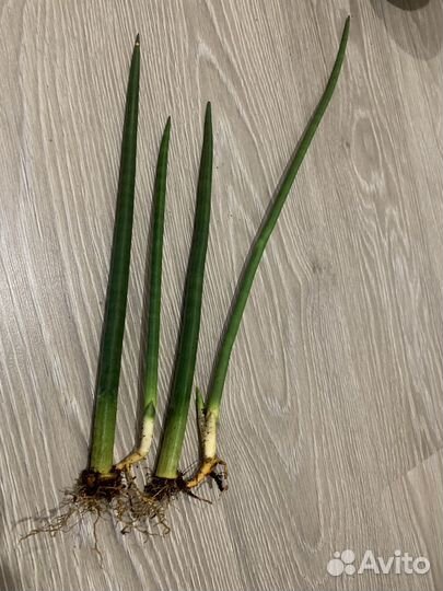 Сансевиерия бакуларис микадо
