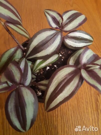 Традесканция