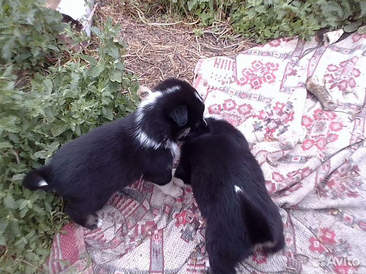 Щенки хаски