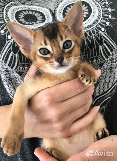 Абиссинские котята