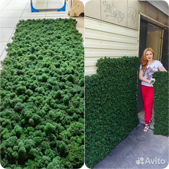 Панно. Картины. Стабилизированный мох. Арт189, от