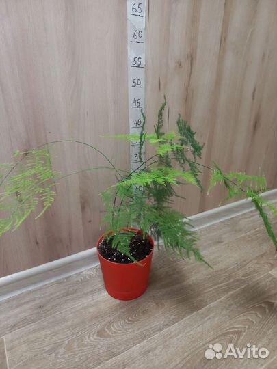 Комнатные растения, взрослые кусты