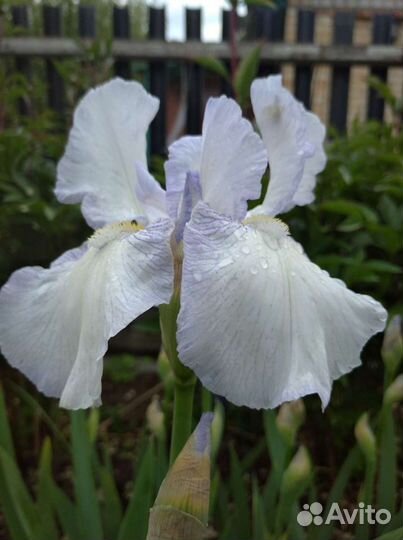 Ирис германский бородатый. и другие садовые