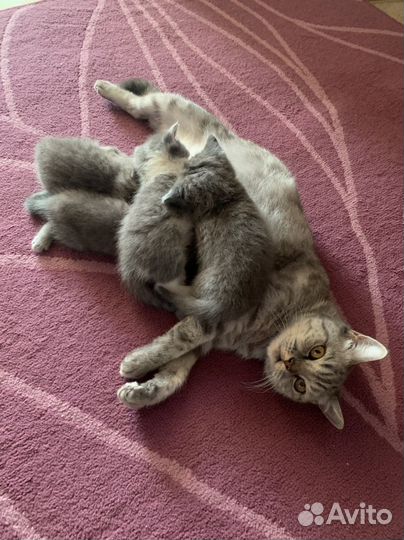 Котята Британцы
