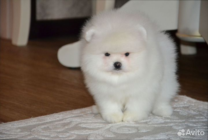 Померанский шпиц