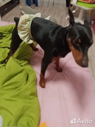 Рисунок вашего питомца по фото