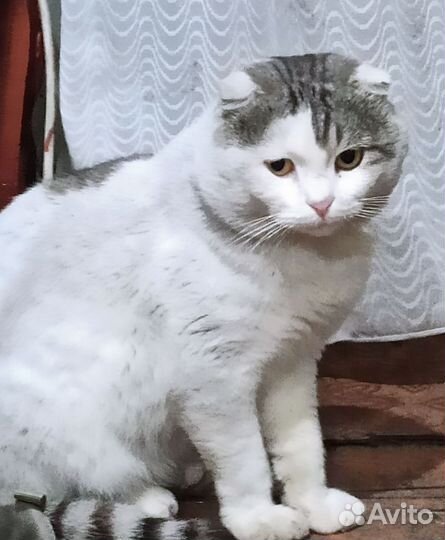 Вислоухий кот