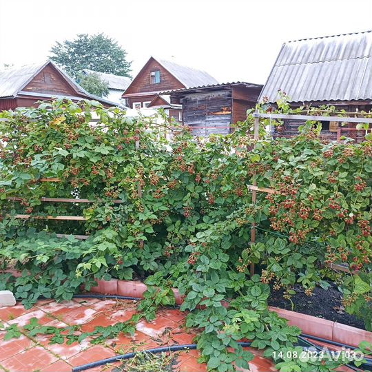 Саженцы бесшипной ежевики