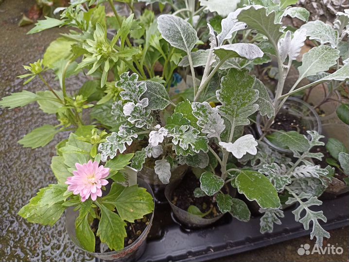 Садовые цветы: астра, цинерария