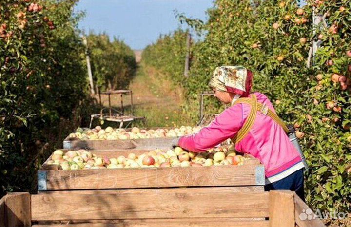 Вахта Сборщик