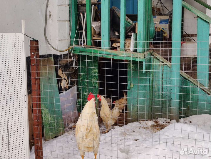 Цыплята бройлер