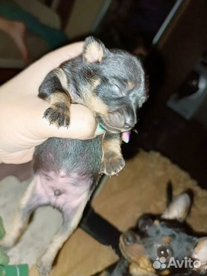 Бронь мини малышей открыта