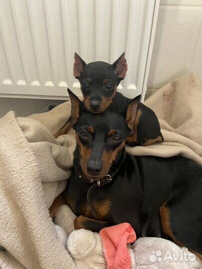 Почему у нас Цвергпинчер