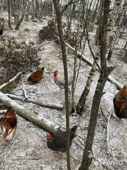 Молодые петухи