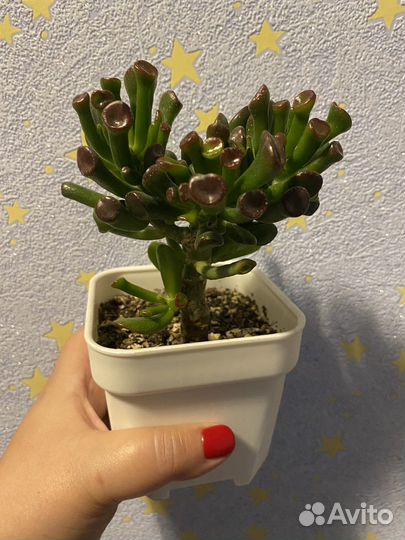 Крассула голлум