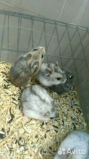 Джунгарский хомяк и сирийский хомяк