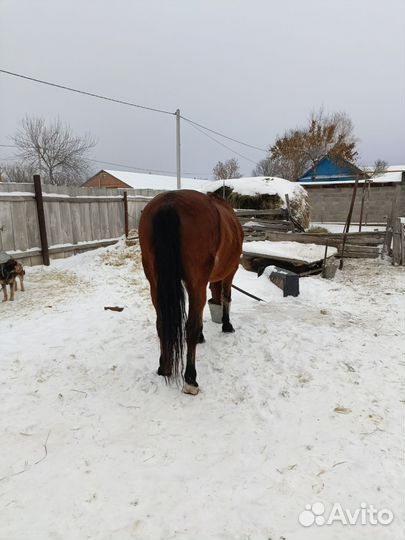Продам лошадь