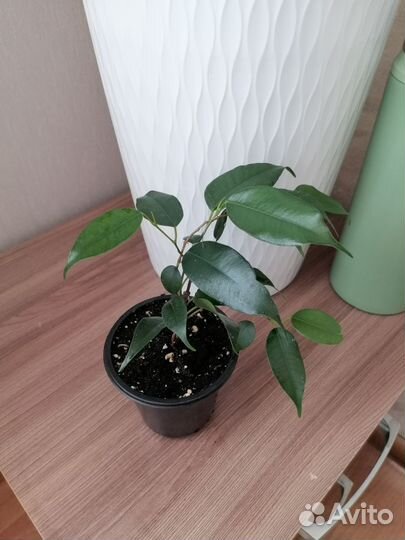 Комнатные цветы