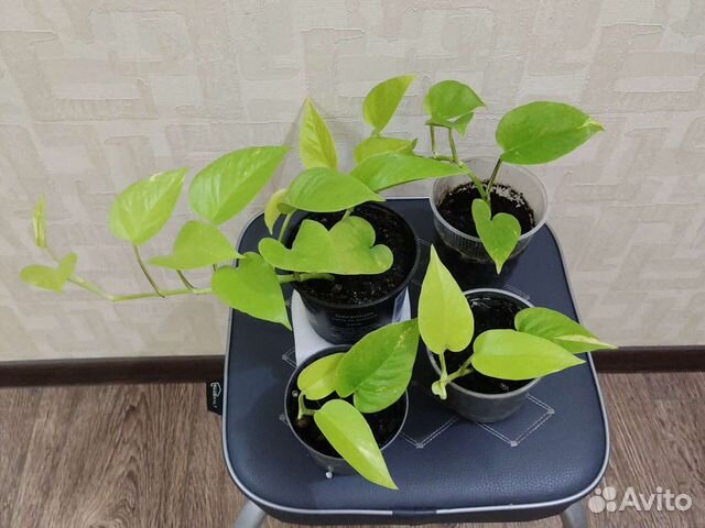 Сциндапсус неон