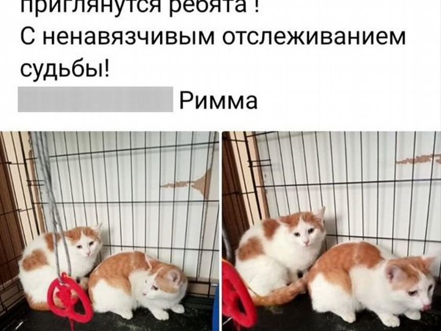 Котики молодые. Спасенные с чердака