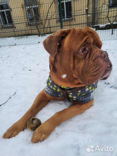 Передержка животных, выгул Пероово