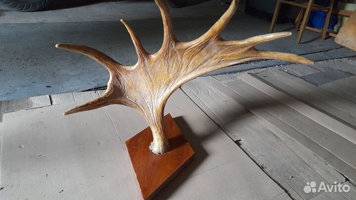 Продам рога лося