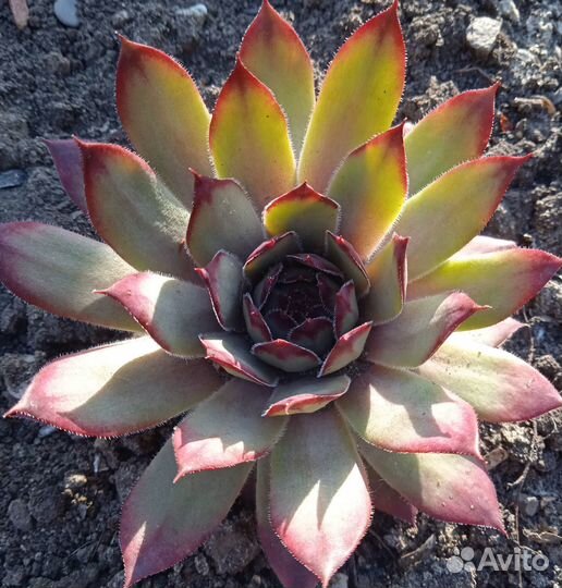 Sempervivum (молодило, каменная роза)