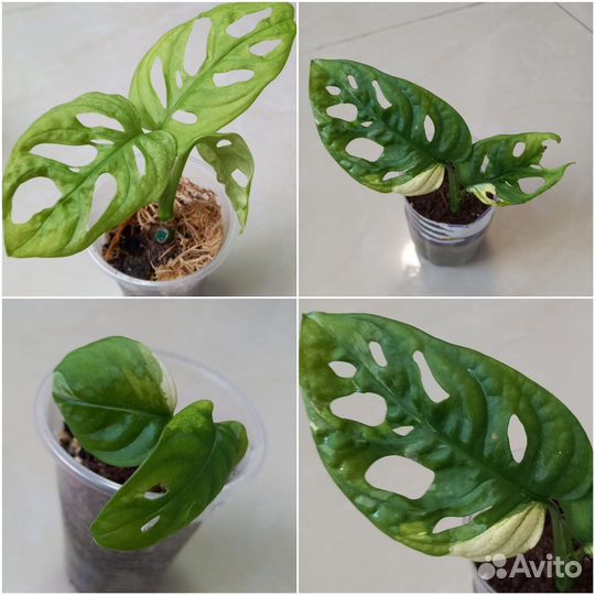 Монстера Адансона вар/Минт/Тайское Созвездие/Альба