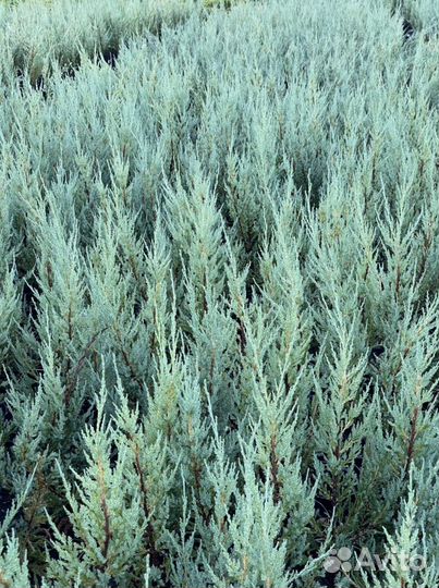 Можжевельник скальный