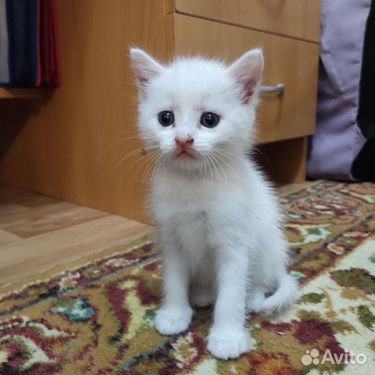 Котята ищут дом