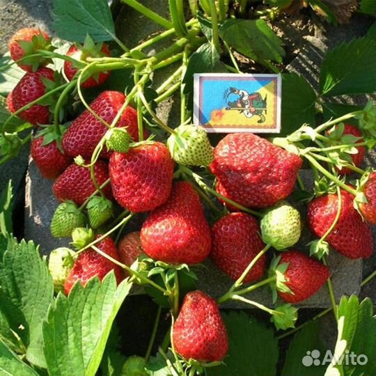 Рассада клубники