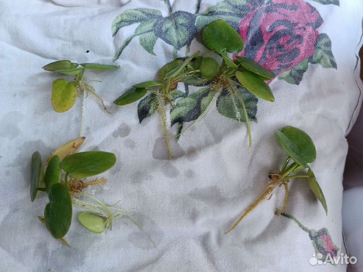 Растения для аквариума