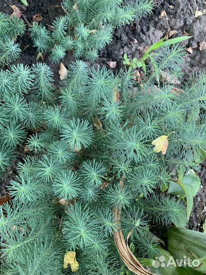 Цветы многолетки