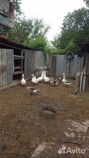 Яйцо гусиное