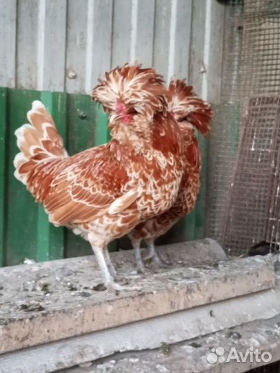 Петухи падуанов