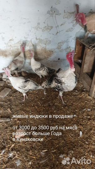 Индюки домашние