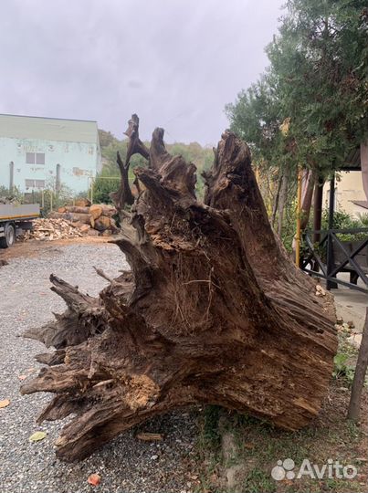 Пень дуб огромный