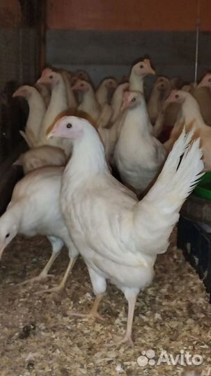 Бройлера, гусята, куры
