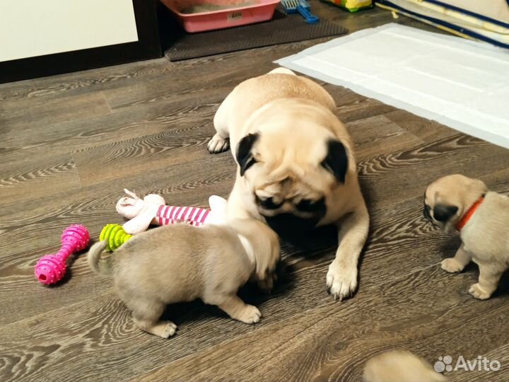 Мопс вязка мальчик