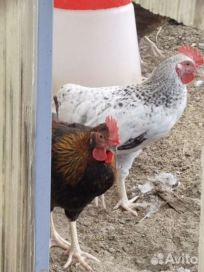 Петухи доминанты