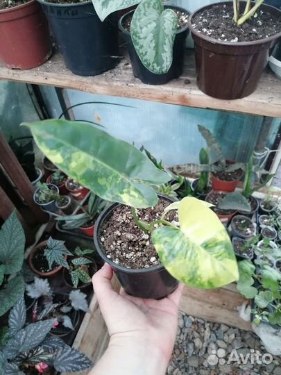 Филодендрон Бурле макс вариегатный, монстера косая