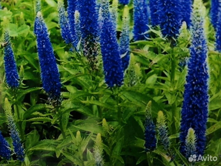 Многолетние цветы