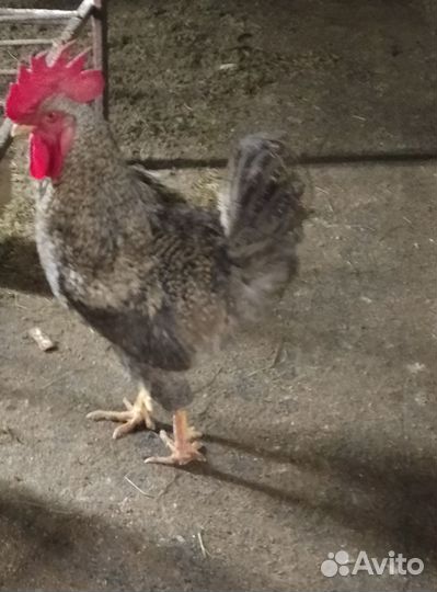 Молодые петухи