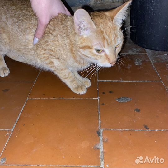 Котенок рыжий в дар бесплатно