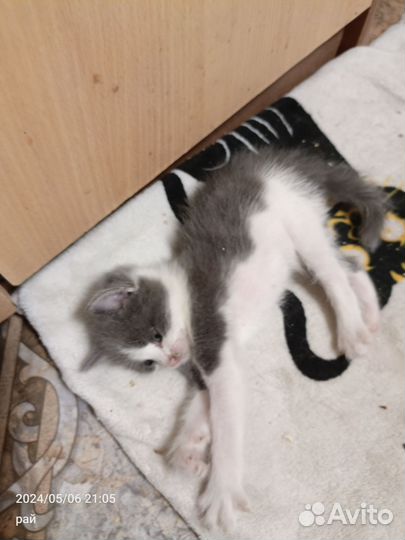 Котик маленький