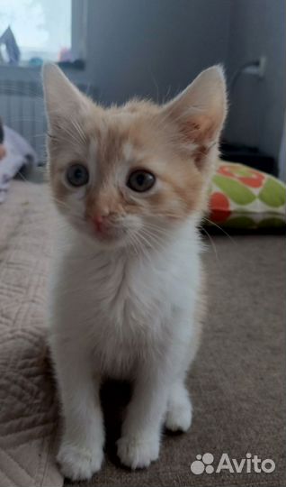 Отдам в добрые руки